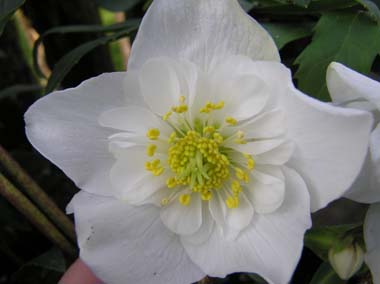 Helleborus niger 'Semi Double'