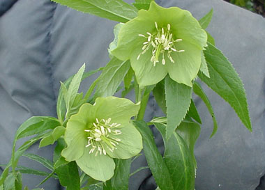 Helleborus cyclophyllus