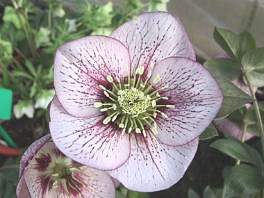 White Pink Veined Hybrid