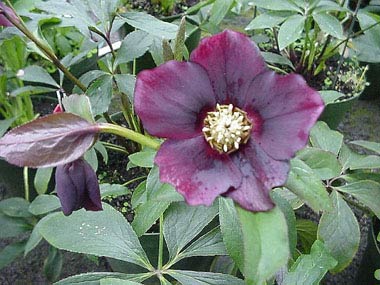 Claret Hybrids