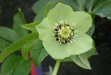 Green with Dark Nectaries