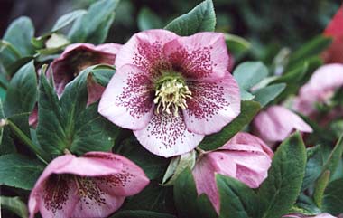 Pink Spotted Hybrid