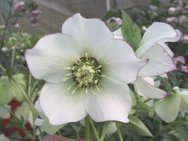 White Picotee Hybrid
