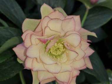 Double Apricot