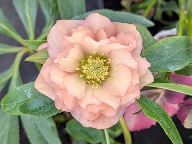 Double Apricot