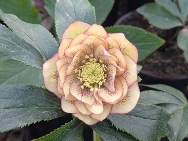 Double Apricot