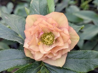 Double Apricot