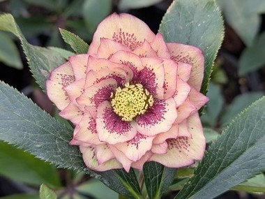 Double Apricot