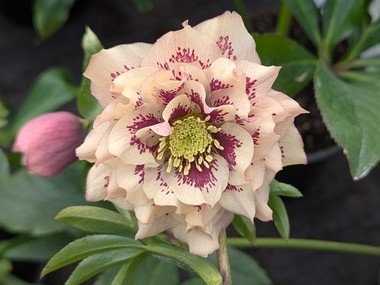 Double Apricot