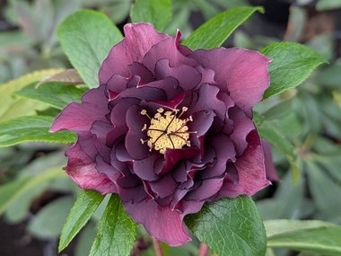 Double  Dark Purple