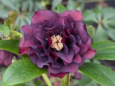 Double  Dark Purple