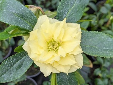 Double Yellow