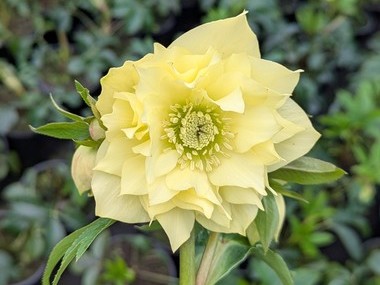 Double Yellow