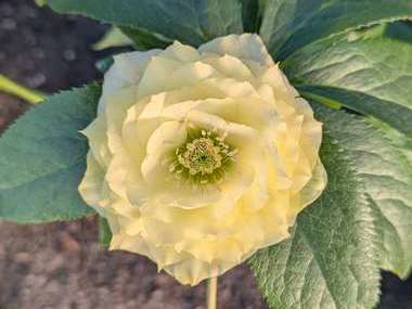 Double Yellow