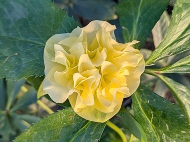Double Yellow