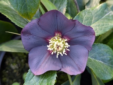 Dark Hybrid