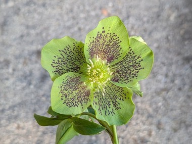 Green Hybrid