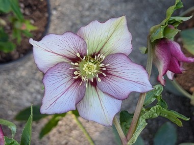Pink Hybrid