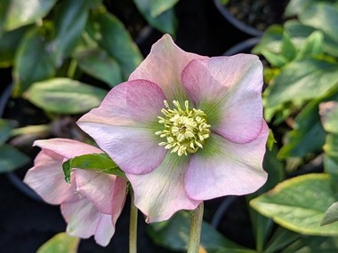 Pink Hybrid