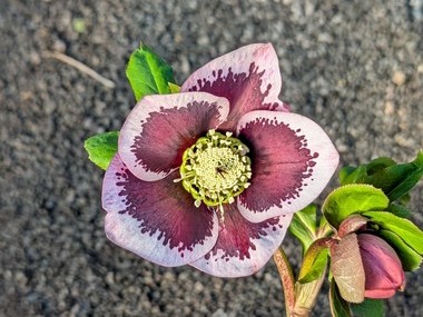 Pink Spotted Hybrid