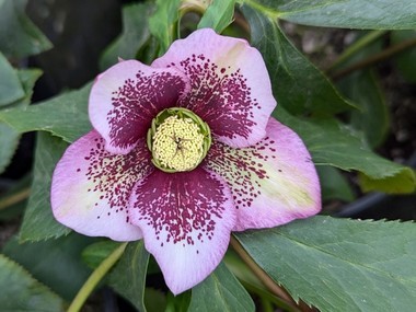 Pink Spotted Hybrid