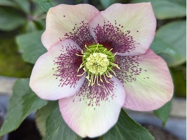 Pink Spotted Hybrid