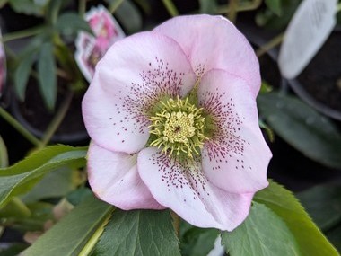 Pink Spotted Hybrid