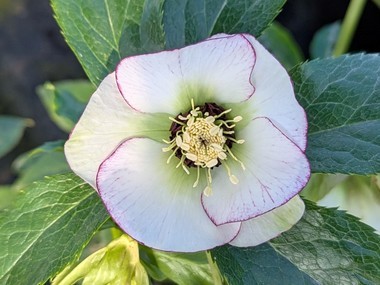 White Picotee Hybrid