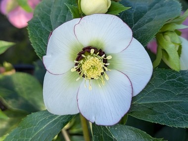 White Picotee Hybrid