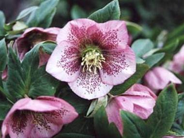 Pink Spotted Hybrid