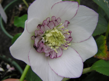 Anemone Centred