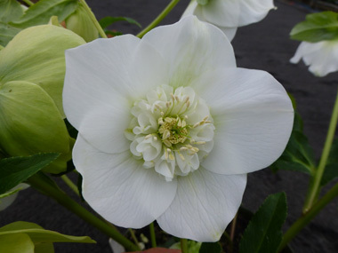 Anemone Centred