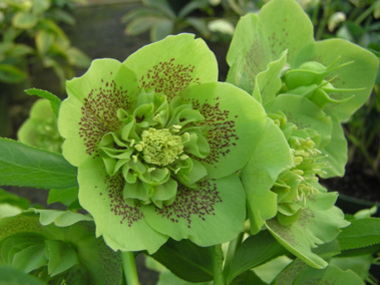 Anemone Centred
