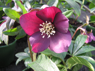 Claret Hybrids