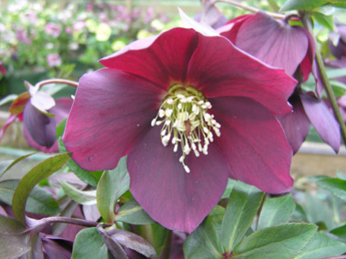 Claret Hybrids