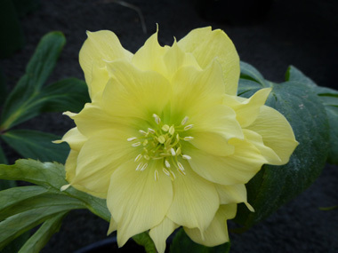 Double Yellow