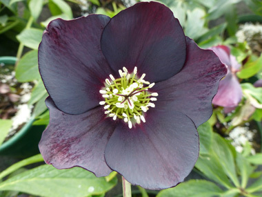 Dark Hybrid