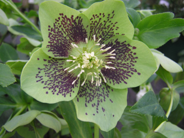 Green Hybrid