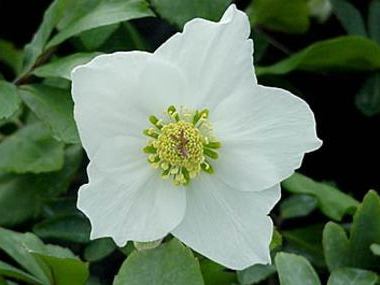 Helleborus niger 'White Magic'