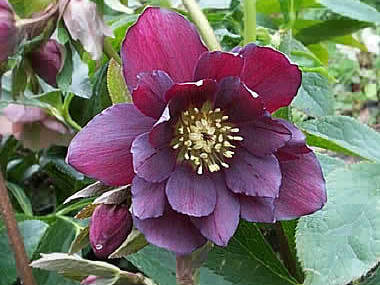 Double  Dark Purple