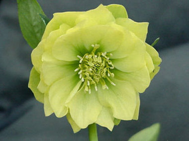 Double Yellow