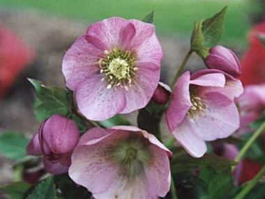 Pink Hybrid