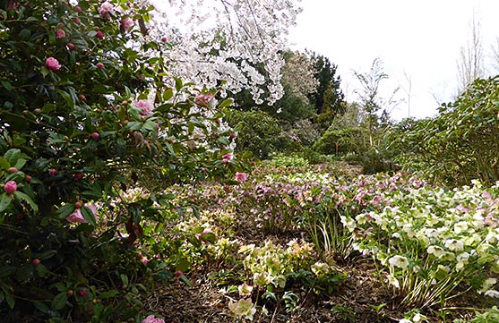 Buy Hellebores